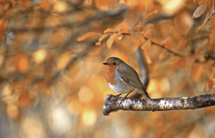 Bob the Robin: A Love Letter to Britain's Favourite Bird - Tony Putman [KSIĄŻKA]