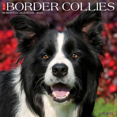 Border Collies 2025 Wall [KSIĄŻKA]