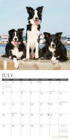 Border Collies 2025 Wall [KSIĄŻKA]