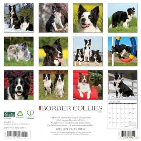 Border Collies 2025 Wall [KSIĄŻKA]