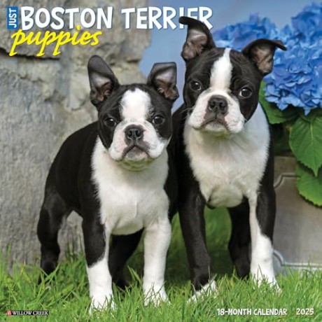 Boston Terrier Puppies 2025 Wall [KSIĄŻKA]