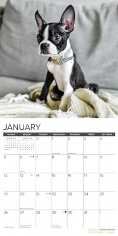 Boston Terrier Puppies 2025 Wall [KSIĄŻKA]