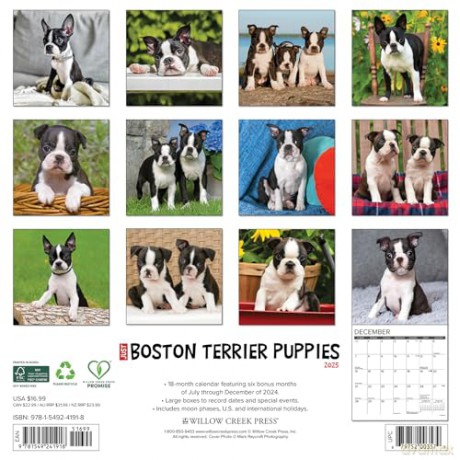 Boston Terrier Puppies 2025 Wall [KSIĄŻKA]