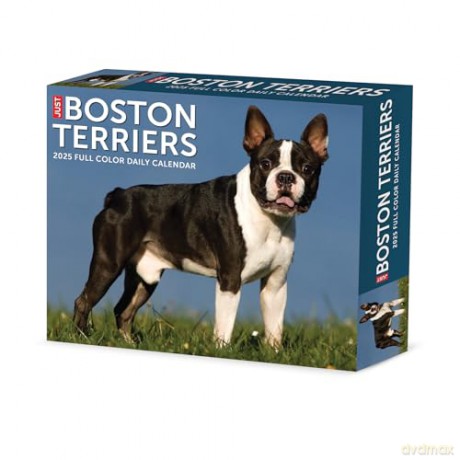 Boston Terriers 2025 Box [KSIĄŻKA]