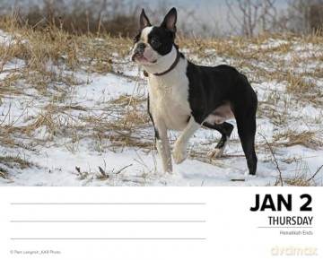 Boston Terriers 2025 Box [KSIĄŻKA]
