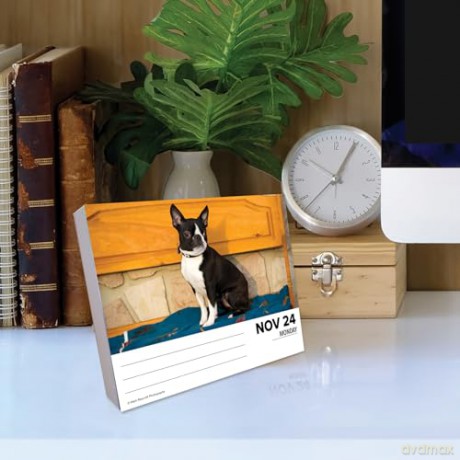 Boston Terriers 2025 Box [KSIĄŻKA]