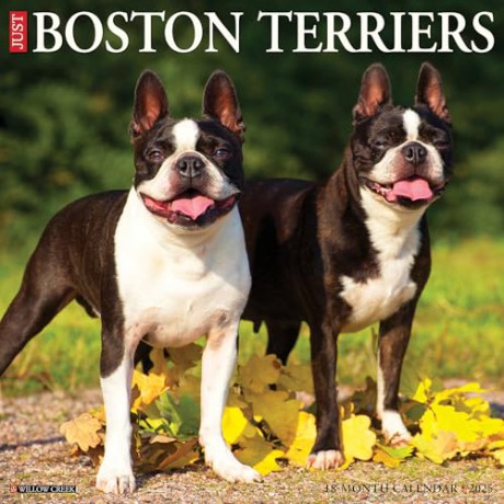 Boston Terriers 2025 Wall [KSIĄŻKA]