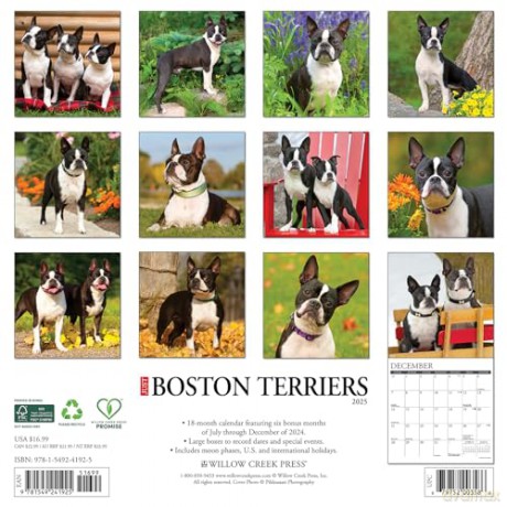 Boston Terriers 2025 Wall [KSIĄŻKA]
