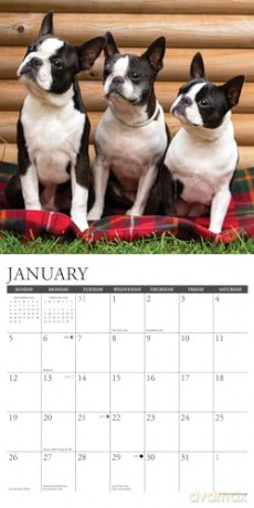 Boston Terriers 2025 Wall [KSIĄŻKA]