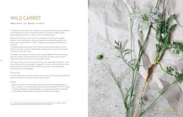 Botanical Dyes: A seasonal guide to sustainable dyeing - Aurélia Wolff [KSIĄŻKA]