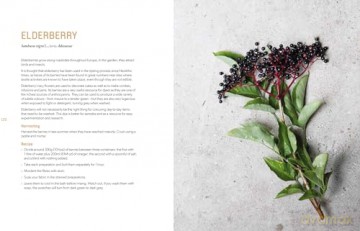 Botanical Dyes: A seasonal guide to sustainable dyeing - Aurélia Wolff [KSIĄŻKA]