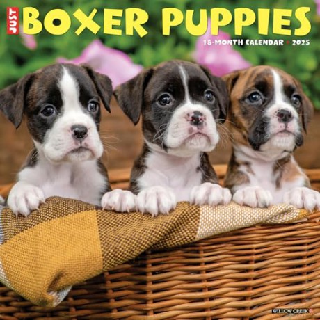 Boxer Puppies 2025 Wall [KSIĄŻKA]
