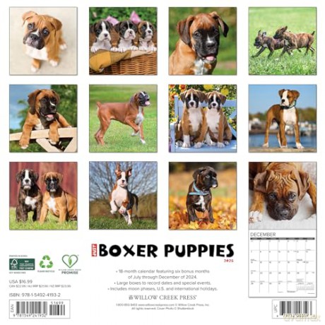 Boxer Puppies 2025 Wall [KSIĄŻKA]