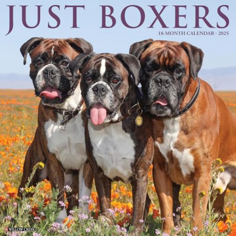 Boxers 2025 Wall [KSIĄŻKA]