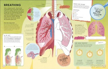 Brain Booster Human Body: Over 100 Mind-Boggling Activities that Make Learning Easy and Fun [KSIĄŻKA]
