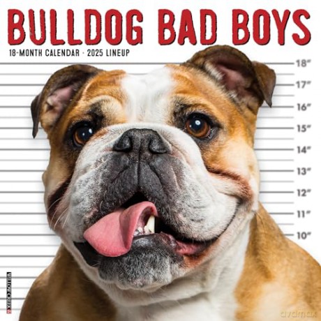 Bulldog Bad Boys 2025 Wall [KSIĄŻKA]