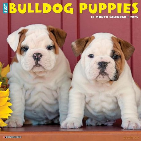 Bulldog Puppies 2025 Wall [KSIĄŻKA]