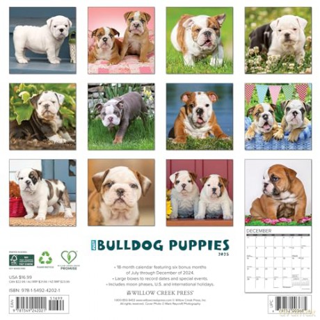 Bulldog Puppies 2025 Wall [KSIĄŻKA]