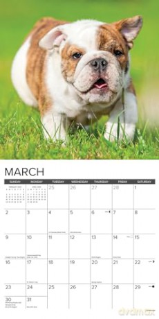 Bulldog Puppies 2025 Wall [KSIĄŻKA]