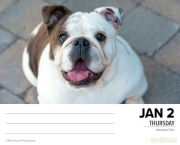 Bulldogs 2025 Box [KSIĄŻKA]