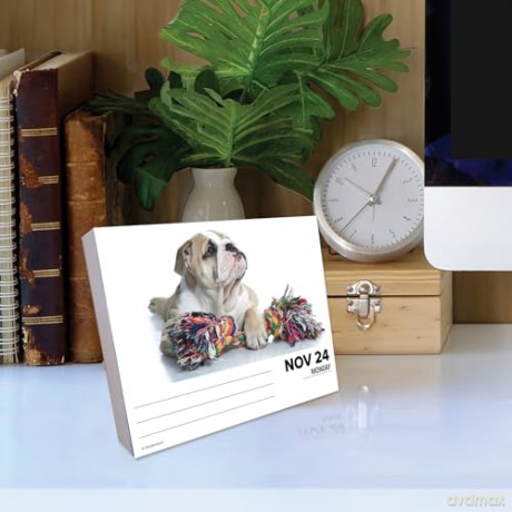 Bulldogs 2025 Box [KSIĄŻKA]