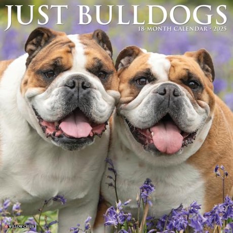 Bulldogs 2025 Wall [KSIĄŻKA]