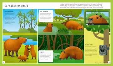 Capybara (Young Zoologist): A First Field Guide to the Biggest Rodent in the World: 11 (Young Zoologist, 11) - Julia Mata [KSIĄŻKA]