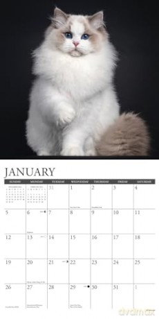 Cats 2025 Wall [KSIĄŻKA]