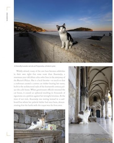 Cats of the World: TK - Hannah Shaw [KSIĄŻKA]