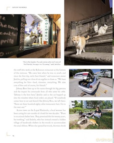 Cats of the World: TK - Hannah Shaw [KSIĄŻKA]