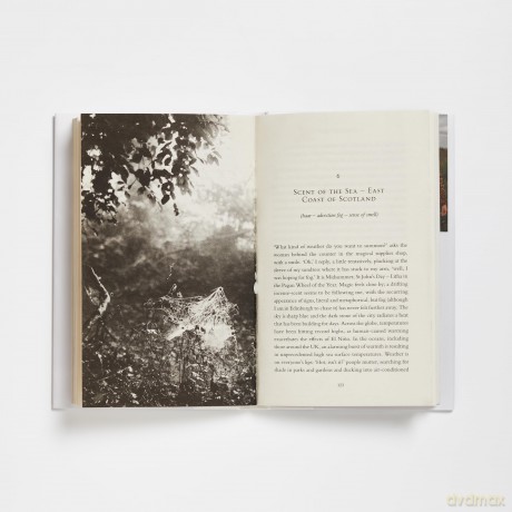 Chasing Fog: Finding Enchantment in a Cloud - Laura Pashby [KSIĄŻKA]