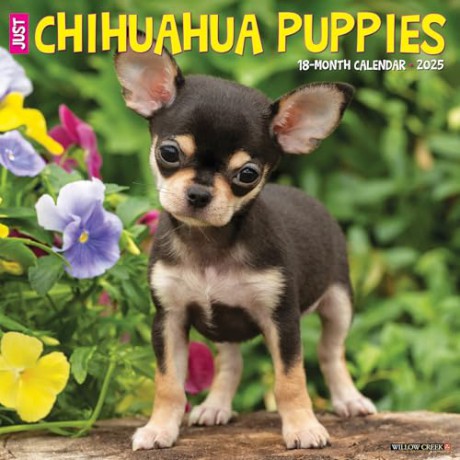 Chihuahua Puppies 2025 Wall [KSIĄŻKA]