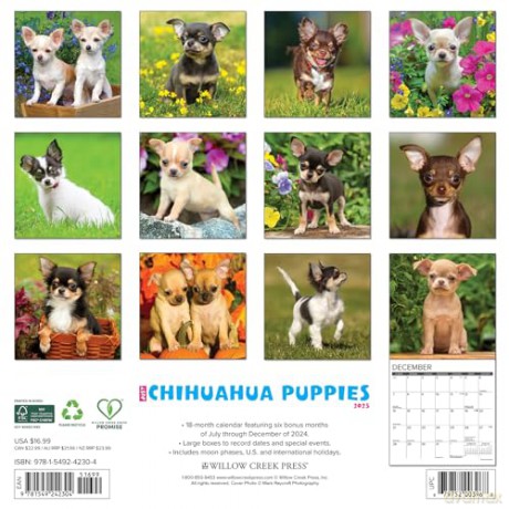 Chihuahua Puppies 2025 Wall [KSIĄŻKA]
