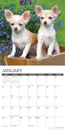 Chihuahua Puppies 2025 Wall [KSIĄŻKA]