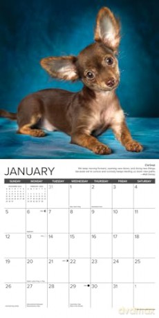 Chihuahua Rules 2025 Wall [KSIĄŻKA]
