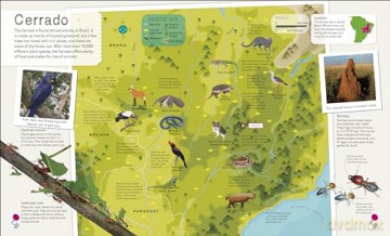 Children's Illustrated Atlas Collection (Children's Illustrated Atlases) [KSIĄŻKA]