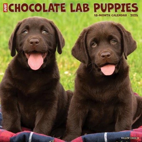 Chocolate Lab Puppies 2025 Wall [KSIĄŻKA]