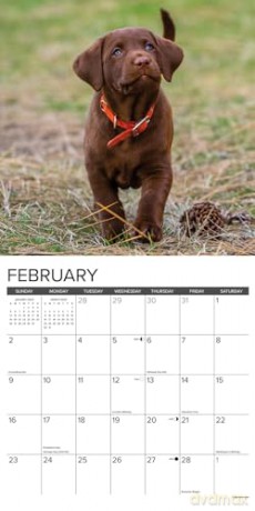 Chocolate Lab Puppies 2025 Wall [KSIĄŻKA]