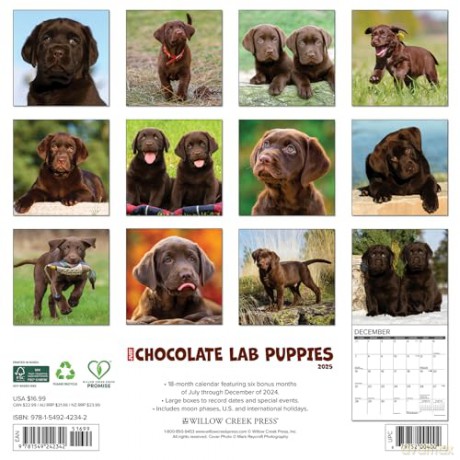 Chocolate Lab Puppies 2025 Wall [KSIĄŻKA]