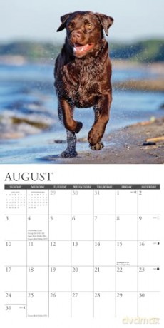 Chocolate Labs 2025 Wall [KSIĄŻKA]