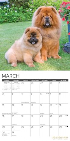Chow Chows 2025 Wall [KSIĄŻKA]