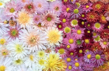 CHRYSANTHEMUMS HB: Beautiful varieties for home and garden - Naomi Slade [KSIĄŻKA]