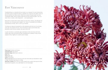 CHRYSANTHEMUMS HB: Beautiful varieties for home and garden - Naomi Slade [KSIĄŻKA]