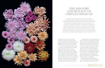 CHRYSANTHEMUMS HB: Beautiful varieties for home and garden - Naomi Slade [KSIĄŻKA]