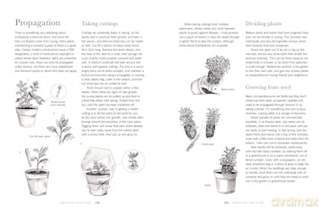 CHRYSANTHEMUMS HB: Beautiful varieties for home and garden - Naomi Slade [KSIĄŻKA]