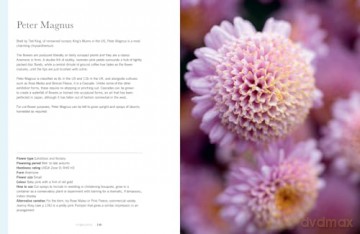 CHRYSANTHEMUMS HB: Beautiful varieties for home and garden - Naomi Slade [KSIĄŻKA]
