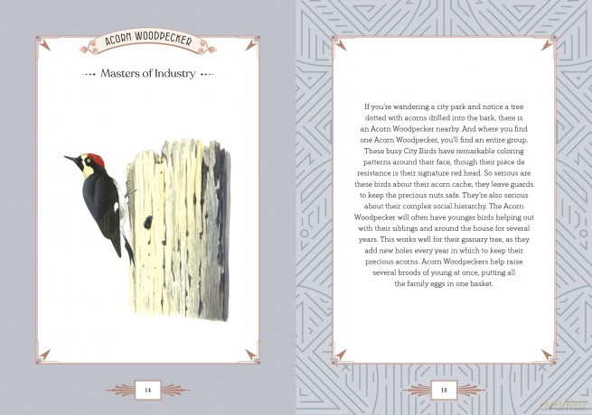 City Bird: Explore the Charming Metropolitan Melodies of Our Feathered Friends - Angela Harrison Vinet [KSIĄŻKA]