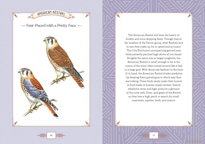 City Bird: Explore the Charming Metropolitan Melodies of Our Feathered Friends - Angela Harrison Vinet [KSIĄŻKA]