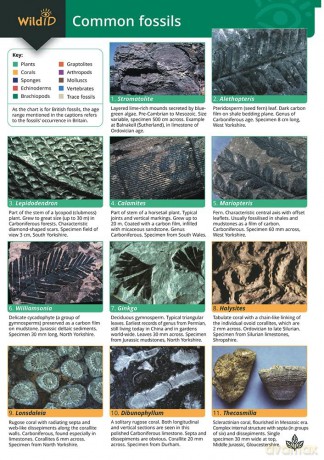 Common Fossils (WildID) - Helen Pellant [KSIĄŻKA]