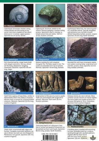 Common Fossils (WildID) - Helen Pellant [KSIĄŻKA]